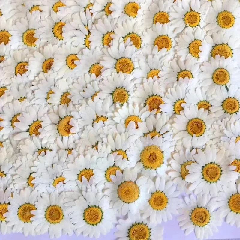 60X ضغط المجففة الطبيعية الأبي - مراجعة Dried Flower Bookmark وسعره