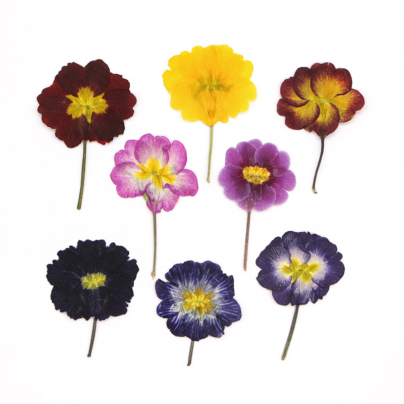 48 قطعة من زهور البريمروز الأو - مراجعة Dried Flower Bookmark وسعره