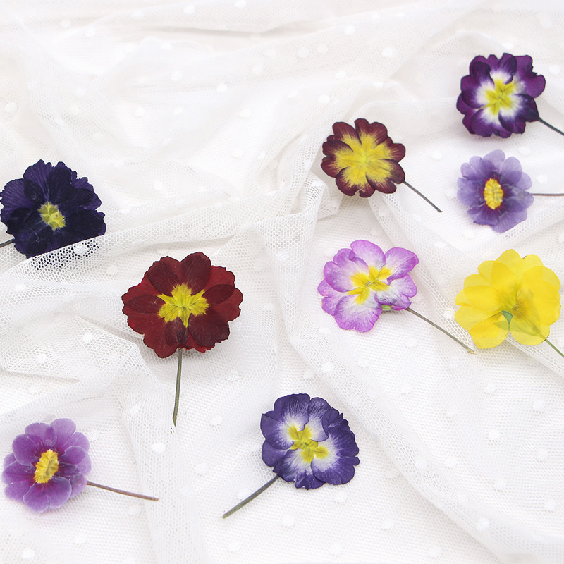48 قطعة من زهور البريمروز الأو - مراجعة Dried Flower Bookmark وسعره