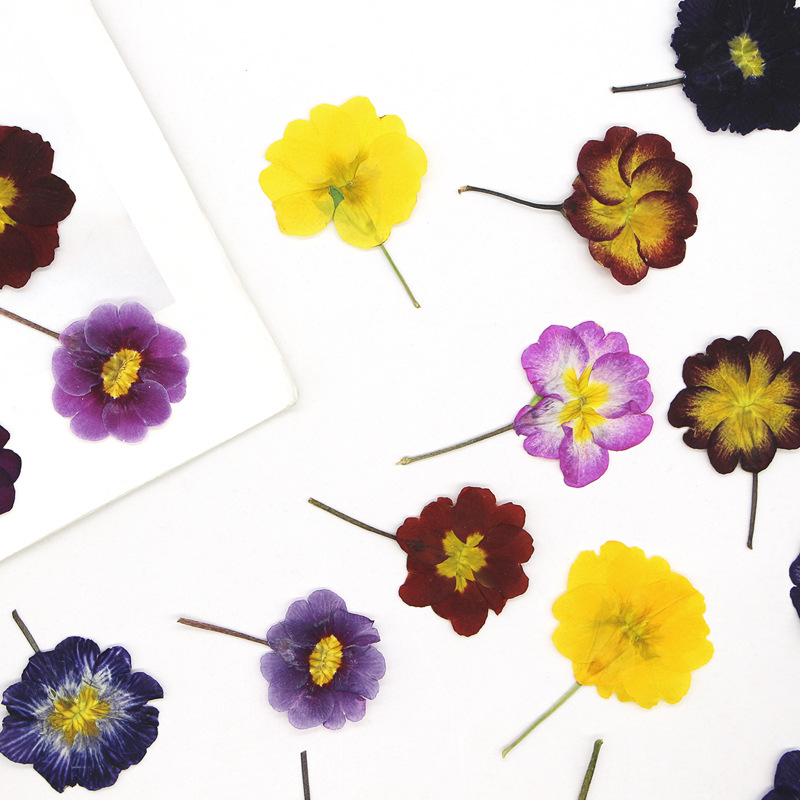 48 قطعة من زهور البريمروز الأو - مراجعة Dried Flower Bookmark وسعره