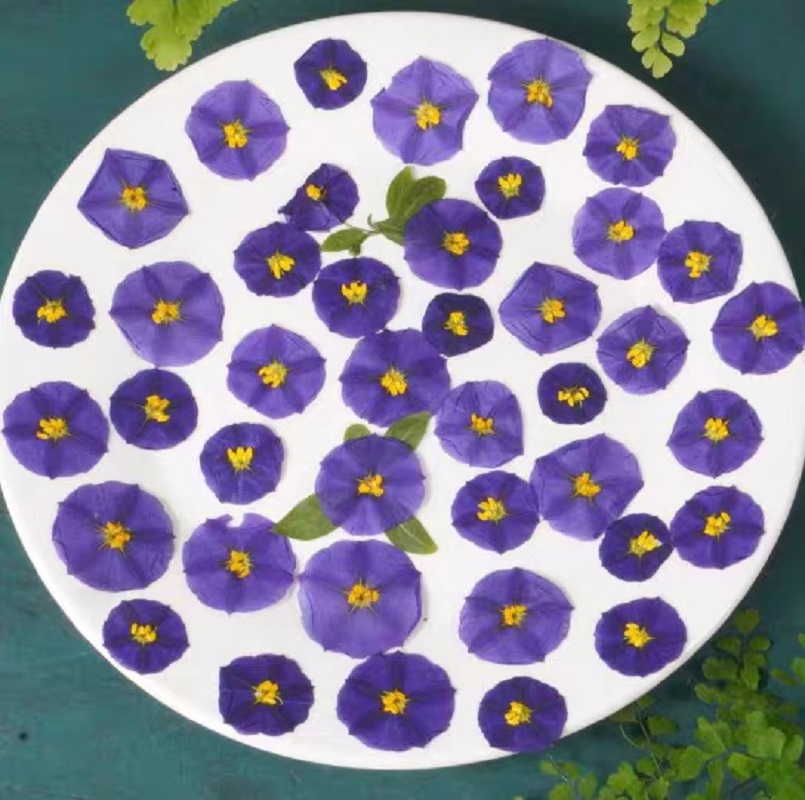 100 قطعة مجففة مضغوط Lycianthe - مراجعة Dried Flower Bookmark وسعره