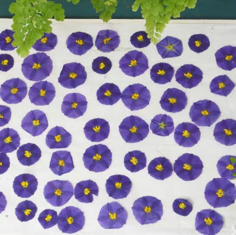 100 قطعة مجففة مضغوط Lycianthe - مراجعة Dried Flower Bookmark وسعره