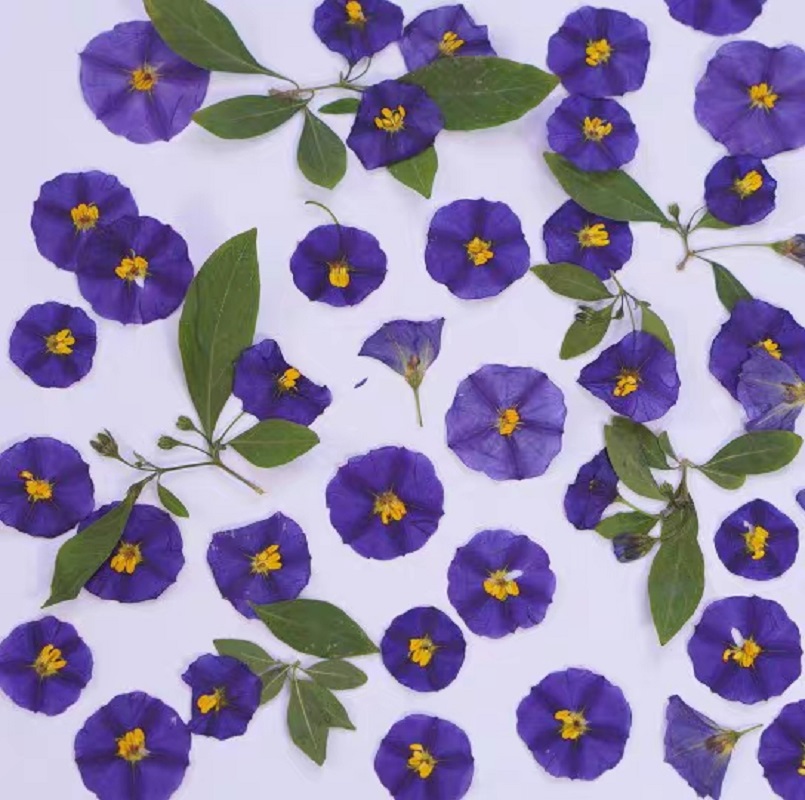 100 قطعة مجففة مضغوط Lycianthe - مراجعة Dried Flower Bookmark وسعره