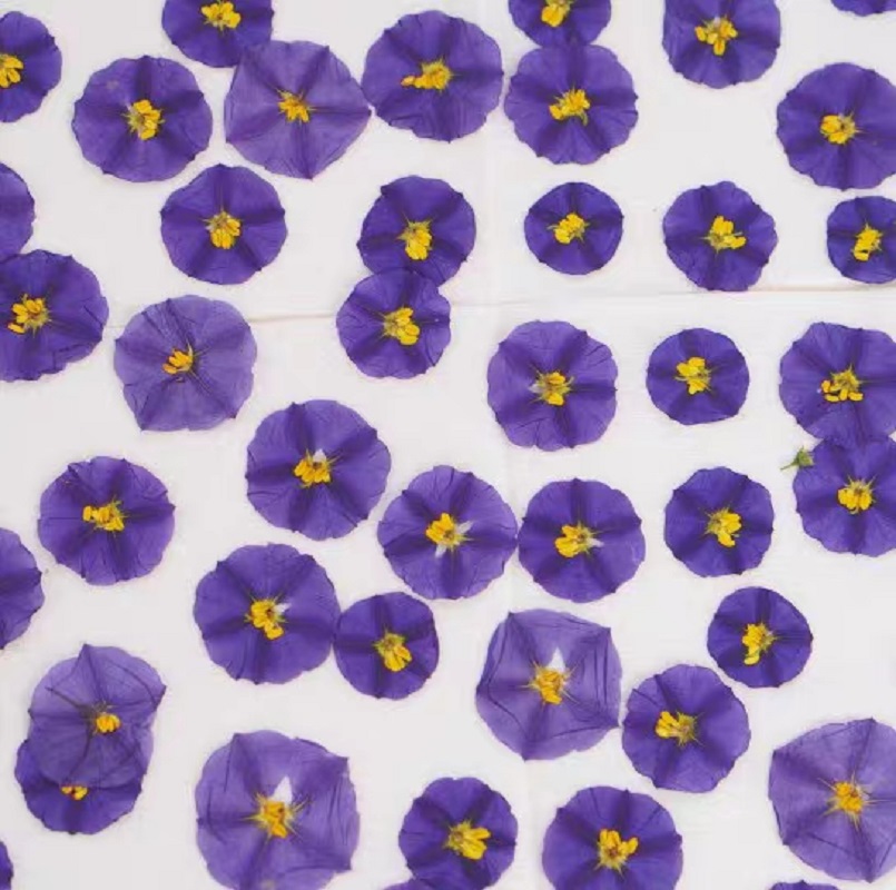 100 قطعة مجففة مضغوط Lycianthe - مراجعة Dried Flower Bookmark وسعره