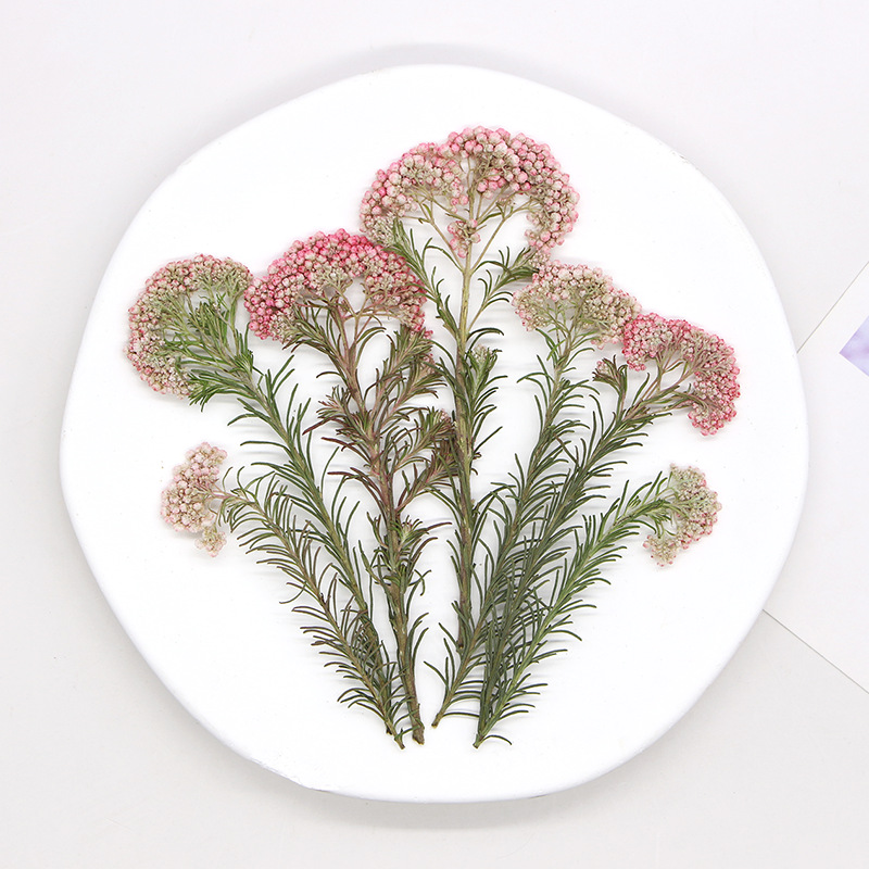 12 قطعة، أغصان زهور الدخن الطب - مراجعة Dried Flower Bookmark وسعره