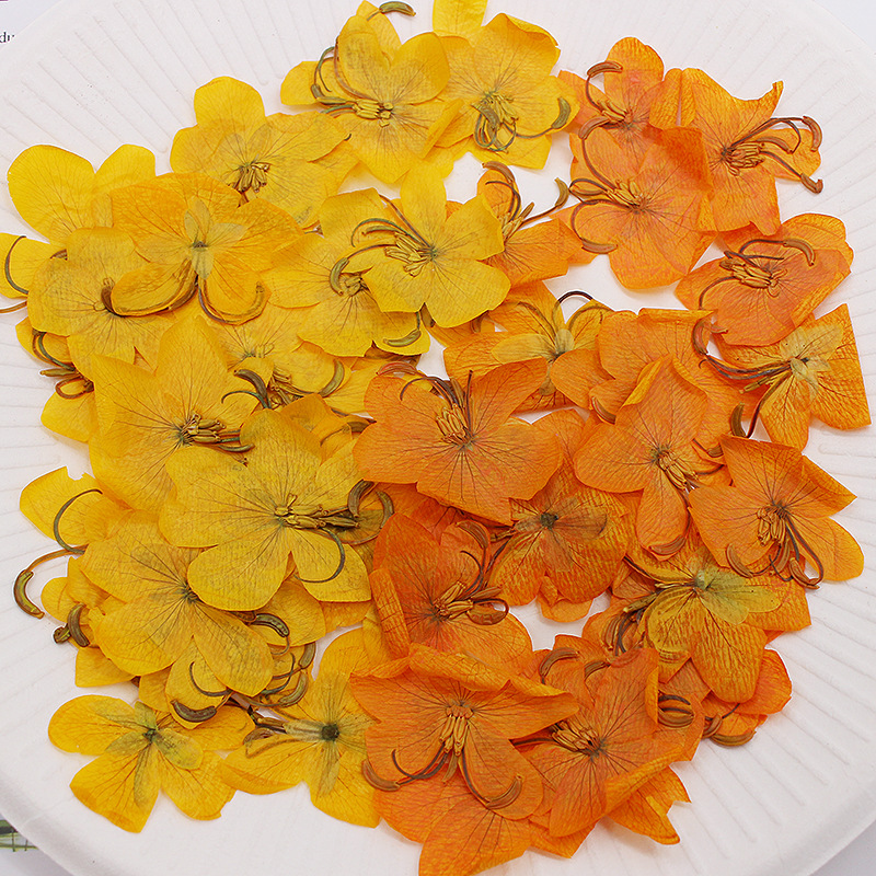 60 قطعة من زهور الكاسيا المجفف - مراجعة Dried Flower Bookmark وسعره