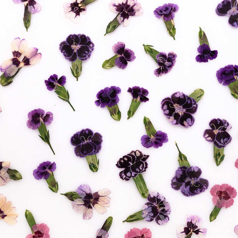 24 قطعة، زهور ديانثوس مجففة مض - مراجعة Dried Flower Bookmark وسعره